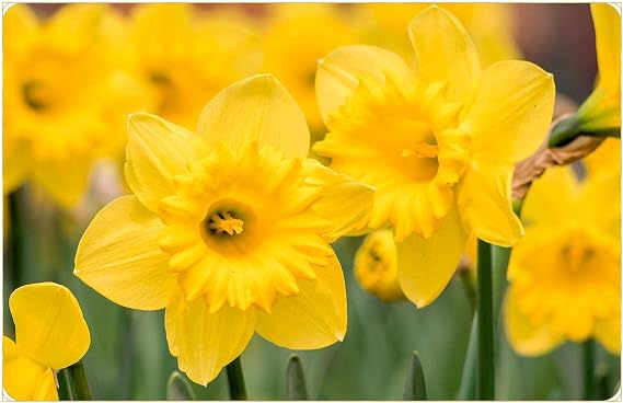 10 Yellow Daffodil Narcissus Garden Bulb Spring Flowering Tazetta Wisley Minnow