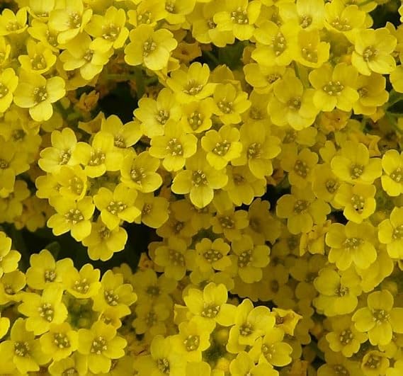 ALYSSUM (ÇOKLU TOHUM) - 250 Tohum - SARI Renk