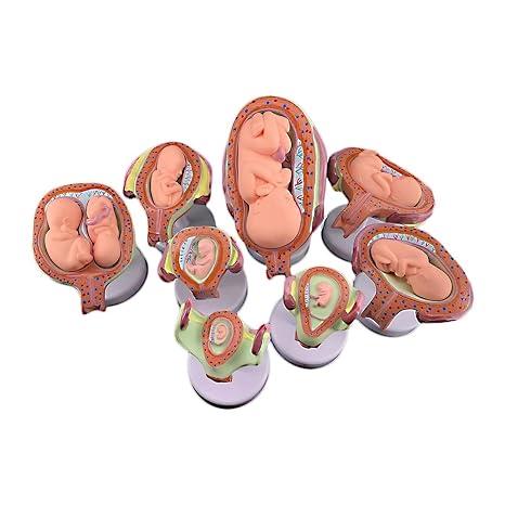 Human Embryonic Development Model Set,8 Pcs Pregnancy Fetal Development Process Model, 7 Stages,for Medical Teaching Training Research Practice Exercise