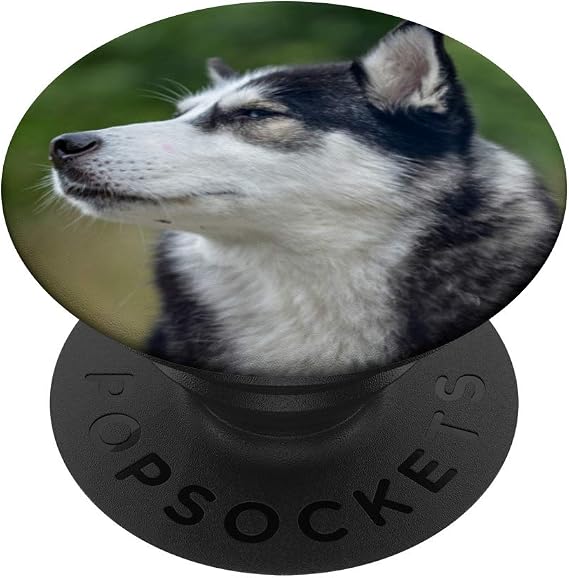 Siberian Husky Dog