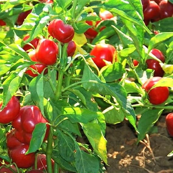 Sweet Cherry Pepper Seeds - 100 Count Seed Pack - Non-GMO - Small Veggies That Offer Rich, Sweet Flavor. - Country Creek LLC