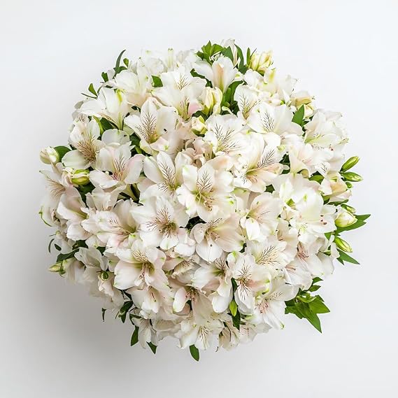GlobalRose 60 White Alstroemeria Flowers Responsibly Sourced Peruvian Lilies Flowers Hand-Picked Flowers Fresh Bouquet for Graduation, Anniversary & Special Occasions (6 Bunches of 10 Stems