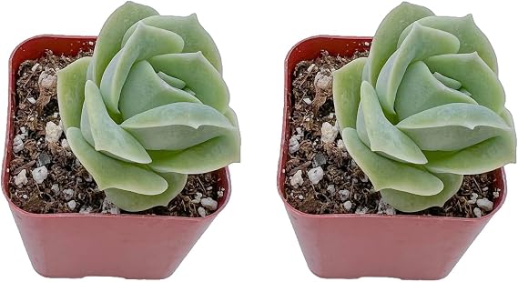 Succulents Set, 2 Pack Graptoveria 'Lovely Rose', Live Succulents Fully Rooted, Approx 2-inch Large, Unique Gift