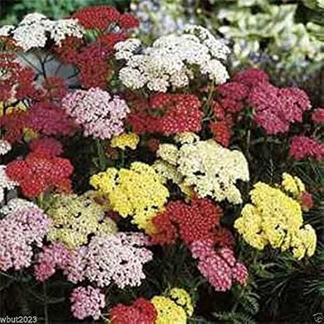 5000 Mix Yarrow Seeds - pink, rose, orange-red, purple, gray, salmon and mauve !
