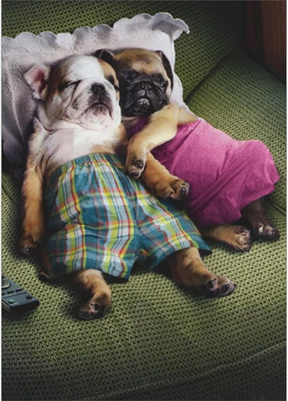 Avanti Press Two Dogs Snuggling on Green Couch Funny/Humorous Anniversary Congratulations Card