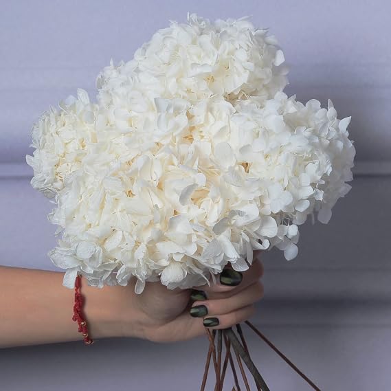 5 PCS Dried Preserved White Hydrangea Flowers - Length 14'' Corolla Size 3''-4'' Real Hydrangeas Petals Handmade for Vase, Arrangement Boho Style Home House Office Wedding Shower Valentine's Decor