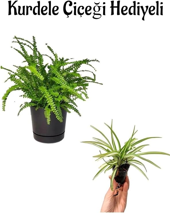 Gardenbox Taze Çiçekler ve Canlı İç Mekan Bitkileri, Anneler Günü Hediyeli Aşk Merdiveni Bitkisi Kurdele Çiçeği Hediyeli Salon Bitkisi