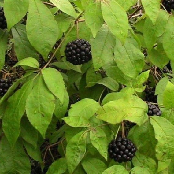 Siberian Ginseng Seeds (Eleutherococcus senticosus) Packet of 15 Seeds