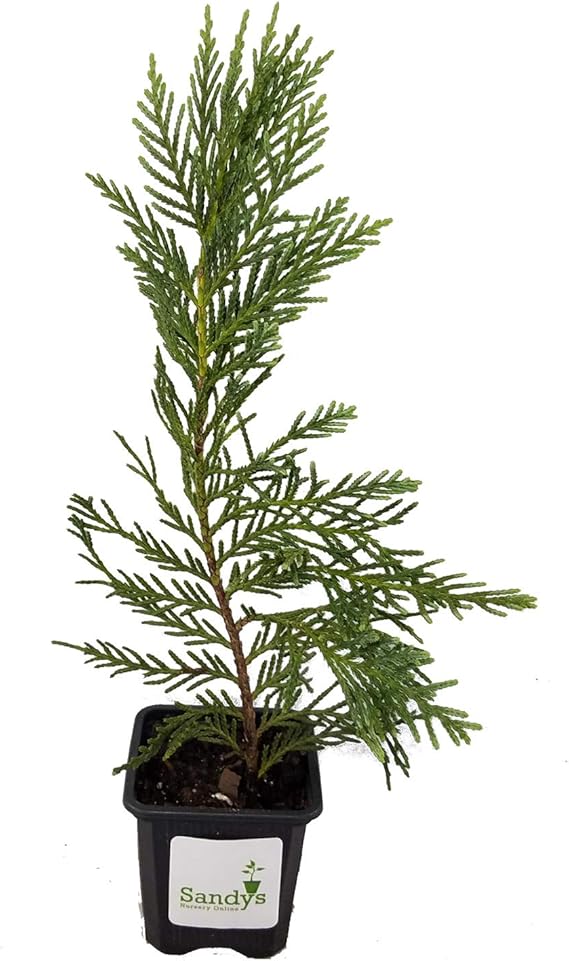 Cypress Leyland 3 Inch Pot, Lot of 2