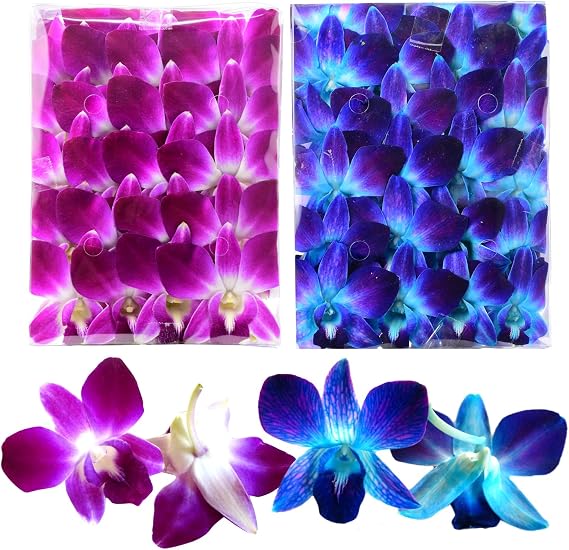 Miami Fresh Orchid Flower OrchidClubUSA Sunne Tropical Loose Bloom DIY Lei food drink decoration 50/50 PAIR (Purple + Blue)