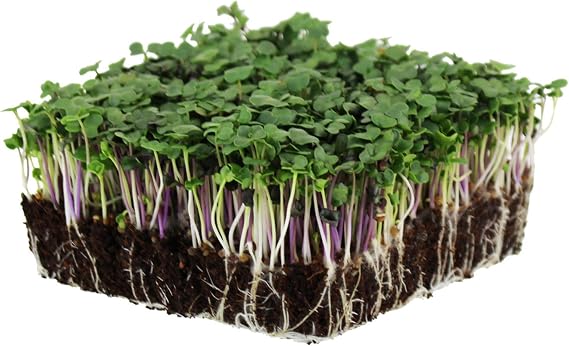 Mountain Valley Seed Co Spicy Micro Salad Mix Microgreens Seeds 1 Lb | Non-GMO Seed Blend: Broccoli, Kale, Mustard, Cabbage, Arugula, More