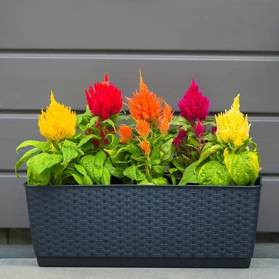 150 Dwarf Plumed Cockscomb Glitters Mix Seeds – Celosia plumosa Nana – Feathery Mixed Flowers, Compact Growth – Annual Flower Seeds with Free Plant Tag