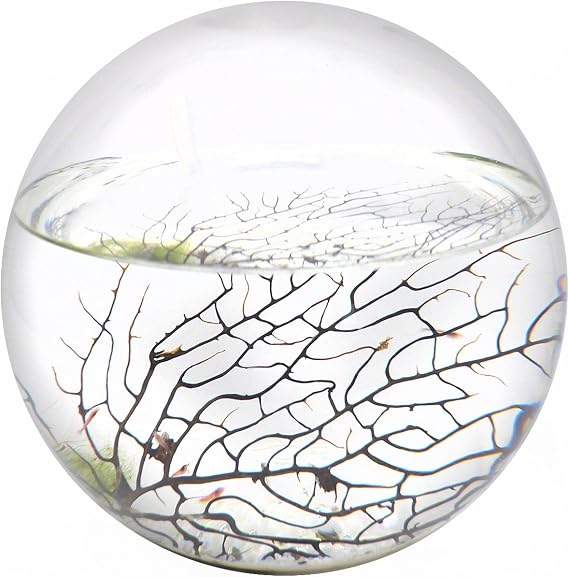 EcoSphere Closed Aquatic Ecosystem, X-Large Sphere