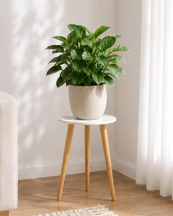 Bamworld Tall Plant Stand Indoor Wood Single Plant Table | Flower Stand for Large Plants Plant Stool for Bedroom Living Room Home Office White