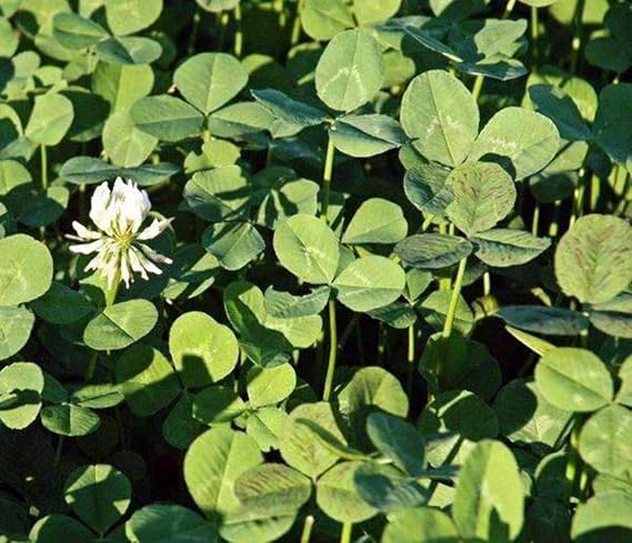 Hancock Seed Co. Ladino Clover Seeds, 5 lbs.