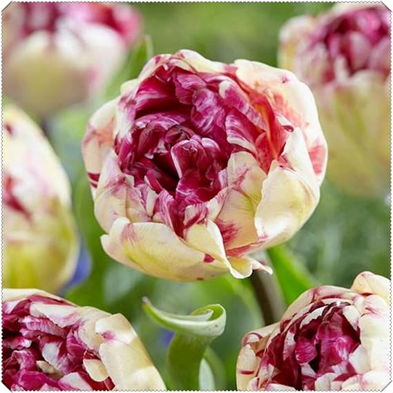 Perennial Double Tulip Spring Flowering Bulbs- Easy to Plant and Maintain- Ideal for Containers- Gardens & Borders | Excellent Display-A-6 Bulbs