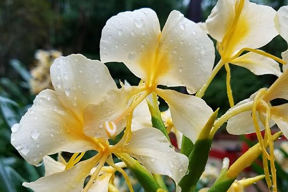 Hawaiian White Ginger Root Hedychium Coronarium J6