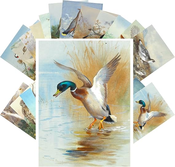 PIXILUV Vintage Postcards (24 pcs 4"x6" each) Gorgeous Realistic Paintings of Pretty Birds Vintage Postcards Antique Botannical Book Illustration Poster