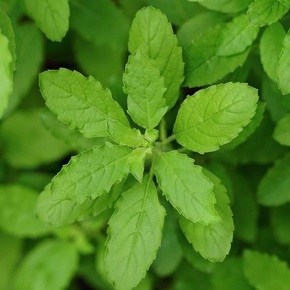 Kitazawa Seed Co Basil Seeds Holy Basil Green Leaf 1 Lb ~350000 Seeds