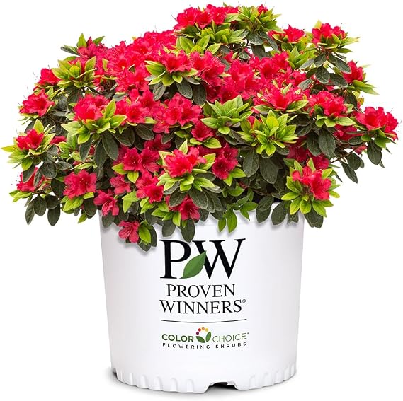 Proven Winners 2 Gal. Perfecto Mundo Red Azalea Shrub