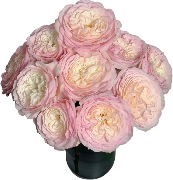 12 Stem Hydroponic Flower Arrangement with Fresh David Austin Champagne Roses and Keira Gifts for Home Decoration Birthdays Anniversaries Healing Sympathy Friendship and Love