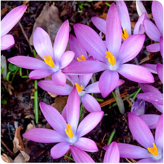 Crocus Bulbs to Plant Now UK/Saffron Crocus Bulbs-Plants/Rhizome/Ornamental/Resistant/Bedding/Gorgeous/Potted-6 Bulbs-F