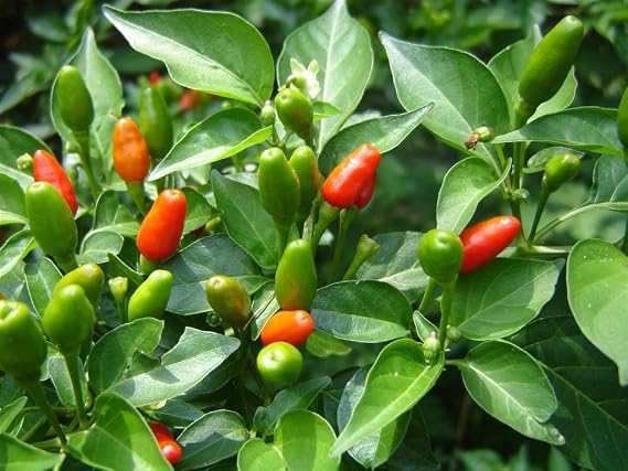 Pequin 10 Chilli Seeds by CHILLIESontheWEB - Pick and Mix - Buy 4 for 3
