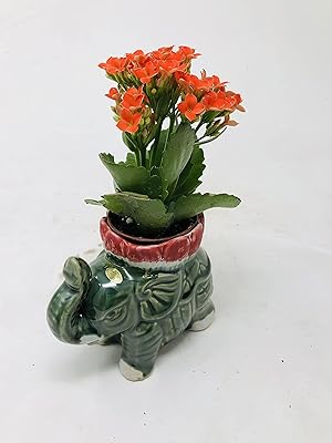 Kalanchoe Rosebud 2 Pot in Lotus Flower Elephant Vase