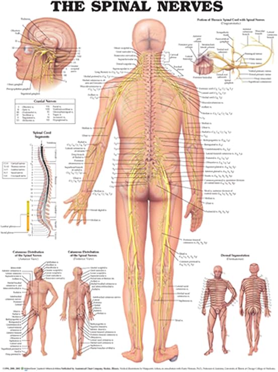 The Spinal Nerves Anatomical Chart