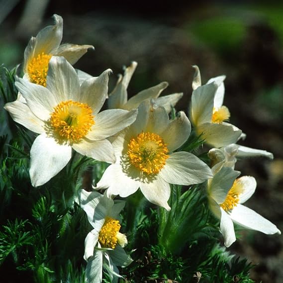 Pasque Flower Seeds (Anemone Pulsatilla) 20 Seeds | Packaged in an airtight, watertight glass vial with cotton and moisture-absorbing silica for long-term seed storage.