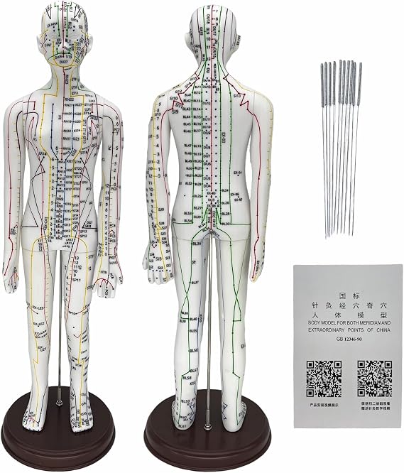 Body Acupuncture Model 20.5" - with English Points (Female Model)