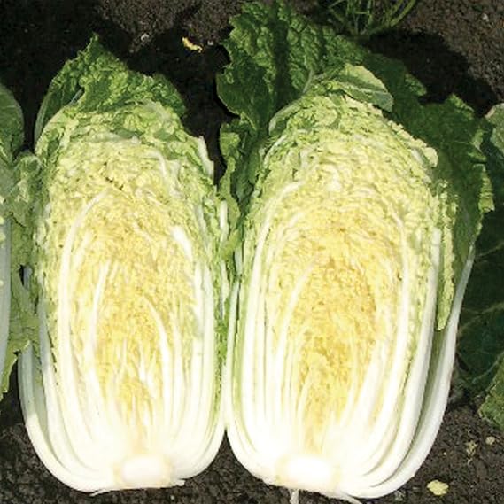 Kitazawa Seed Co Chinese Cabbage Seeds China Gold Hybrid 1 Oz ~840 Seeds