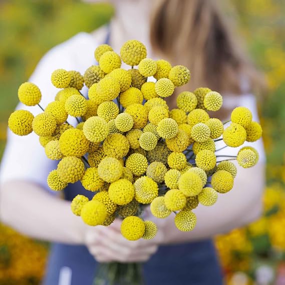 Eden Brothers Billy Button Seeds