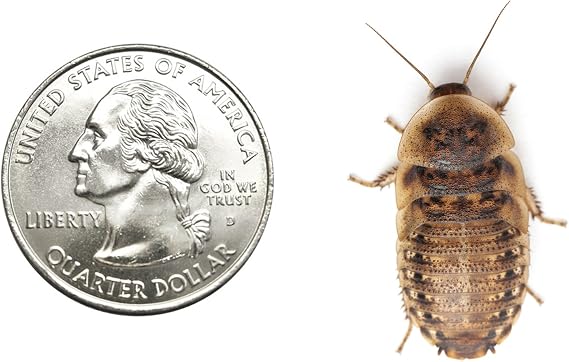 Dubia Roaches 500 Large