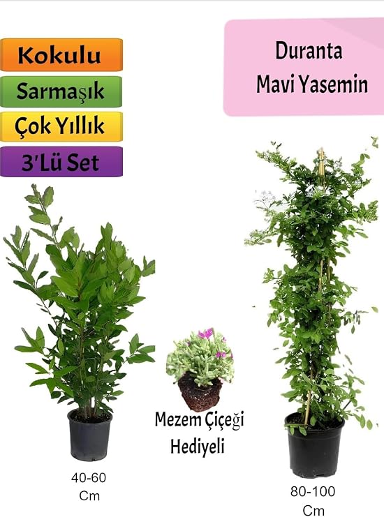 Gardenbox Mavi Yasemin, Defne Çalısı, Mezem Çiçeği Hediyeli, 3'lü Set, Çok Renkli