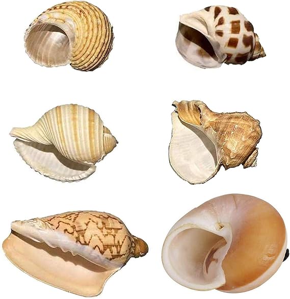 Hermit Crab Shells: Large, Medium, XLarge Natural Growth Shells for Hermit Crab Variety Turbo Seashells Sea Conch No Painted
