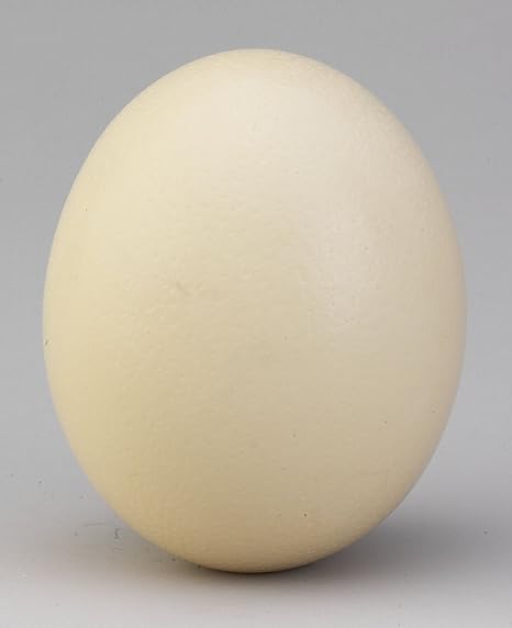 Ostrich Eggshell