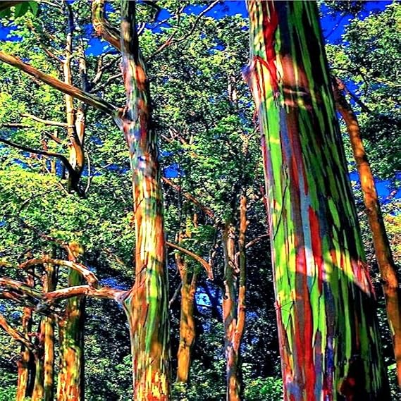 50 Seeds Rainbow Eucalyptus deglupta Tree Seeds | Fast Tropical Indonesian Mindanao Gum