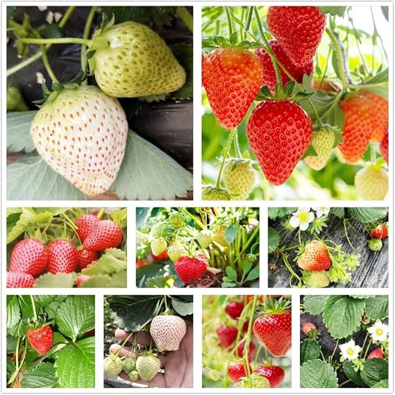300 Pcs Strawberry Seeds, Garden Fruit Plant, Sweet and Delicious