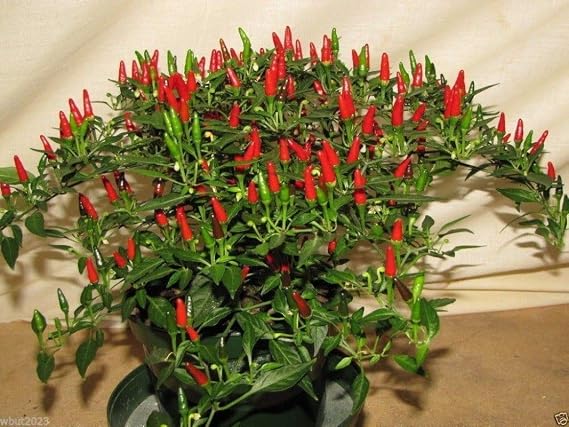 Small Thai Chili Hot Pepper Seeds - Hot Heirloom Chili from Thailand(25 - Seeds)
