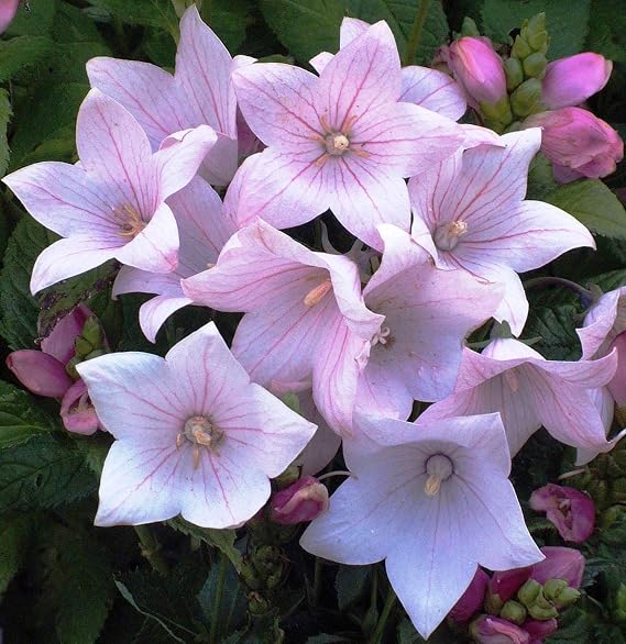 Seeds Pink Balloon Flower Platycodon Chinese Bellflower Perennial Flowers
