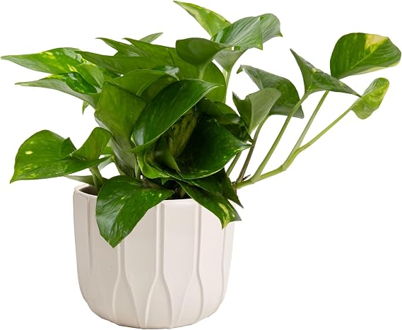 Costa Farms Pothos Plant, Devils Ivy in Decorative Pot, Easy to Maintain, Air Purifying Indoor Houseplant, Trellis, Shelf, Room, or Office Decor, House Warming Gift, 8-12 Inches Tall