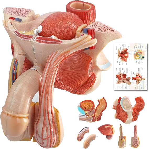 HADWYN Male Genital Organ Model Pelvic Muscles,Human Body Model