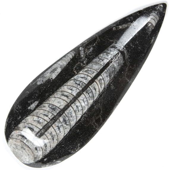 KALIFANO Authentic Natural Orthoceras Fossil - Extinct Cephalopod Shell from Morocco