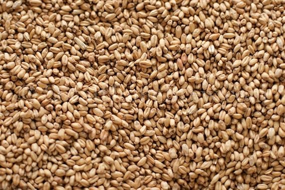 Gw White Wheat Malt (10 lb)