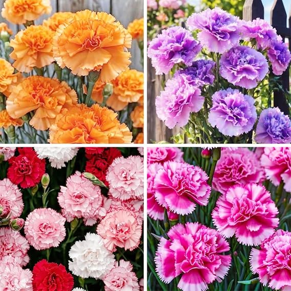 1000pcs Carnation Seeds - Fragrant Clove Pinks, Heirloom Mix with 8 Colors, Long Stem Cut Flowers for Bouquets, Continuous Bloom, Attracts Hummingbirds, Non-GMO