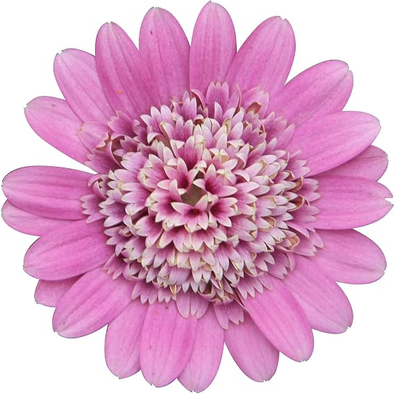 Osteospermum Soleo Double Pink - 6 Starter Plants African Daisy Vibrant Bedding Plants. Ready for pots or Hanging Baskets Plants Online.Summer Garden