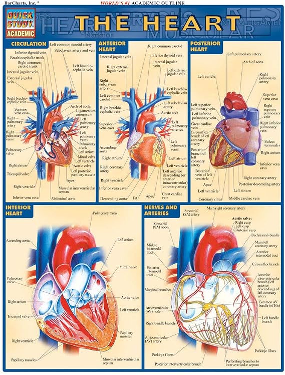 Heart: QuickStudy Laminated Reference Guide (Quick Study Academic)
