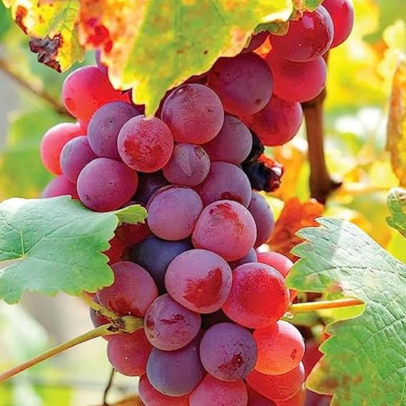 CHUXAY GARDEN Red Concord Grape Seed 7 Seeds Rare Color Grape Climber Vine Edible Sweet Fruit Heirloom Plant Grows in Just Weeks