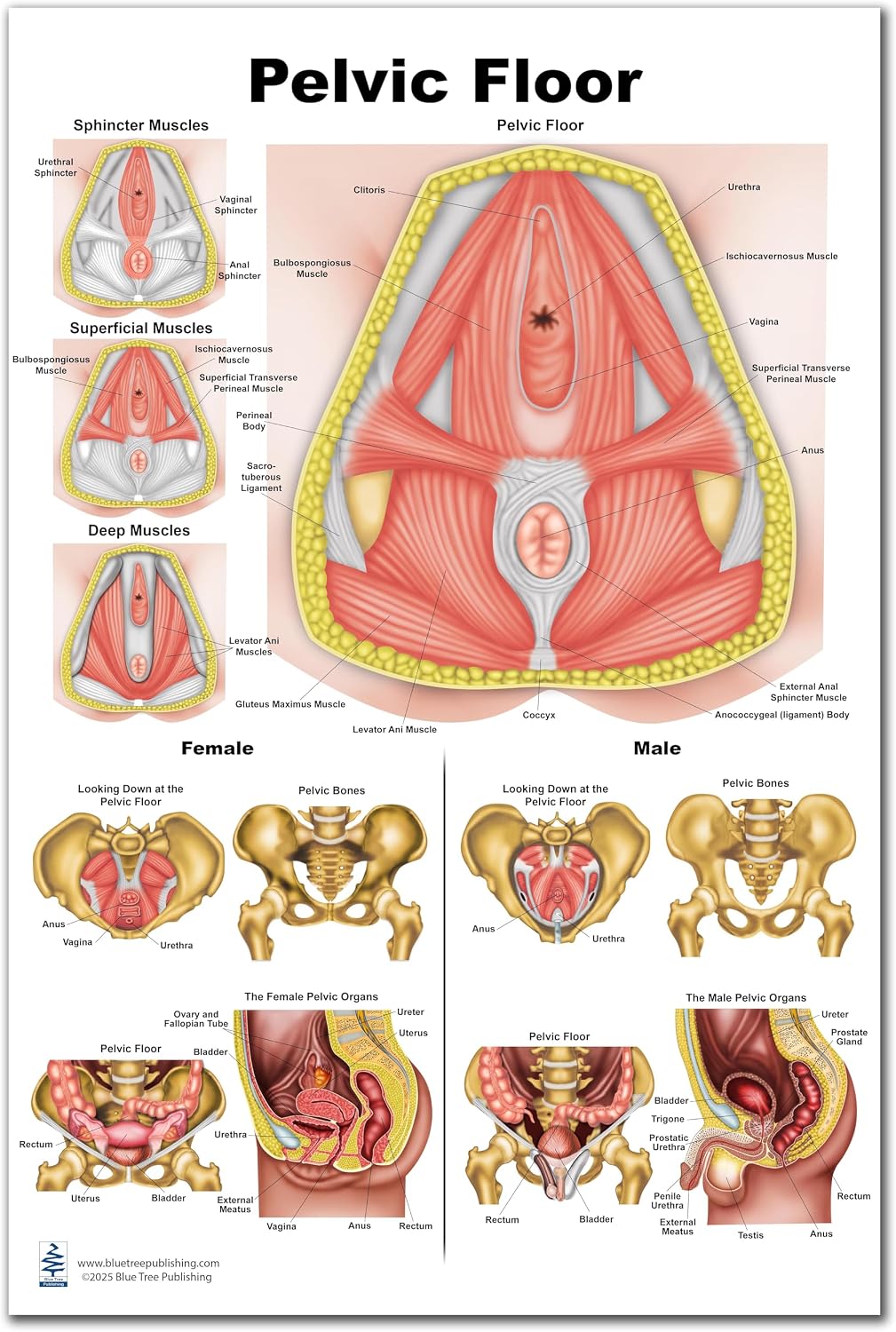 Pelvic Floor Chart for physical therapists PT, Ocupational therapists OT Female Pelvis with Pelvic Floor Muscles Perineal Chart